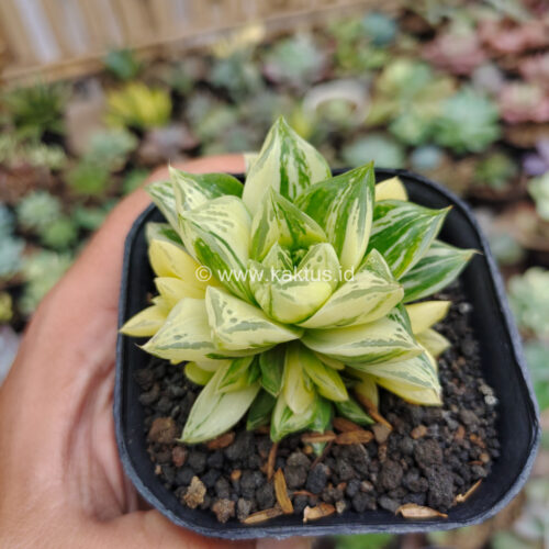Haworthia Cymbiformis Hybrid Aurea Variegated, real gallery image #7 plants. Picture taken directly from kaktus.id community Haworthia farmer green houses.