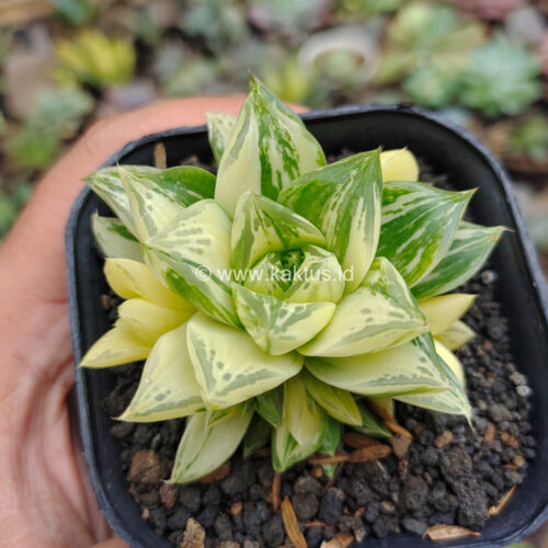 Haworthia Cymbiformis Hybrid Aurea Variegated, real gallery image #8 plants. Picture taken directly from kaktus.id community Haworthia farmer green houses.