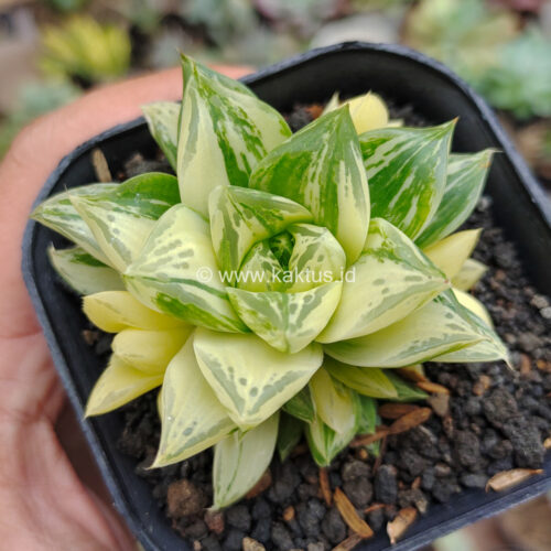 Haworthia Cymbiformis Hybrid Aurea Variegated, real gallery image #10 plants. Picture taken directly from kaktus.id community Haworthia farmer green houses.