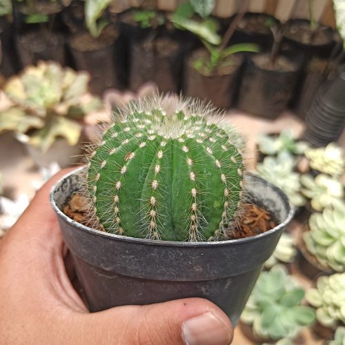 Notocactus Magnificus 'Balloon Cactus' (, real gallery image #3 plants. Picture taken directly from kaktus.id community Notocactus farmer green houses.