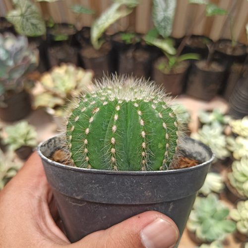 Notocactus Magnificus 'Balloon Cactus' (, real gallery image #5 plants. Picture taken directly from kaktus.id community Notocactus farmer green houses.