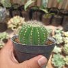 Notocactus Magnificus 'Balloon Cactus' (, real gallery image #4 plants. Picture taken directly from kaktus.id community Notocactus farmer green houses.