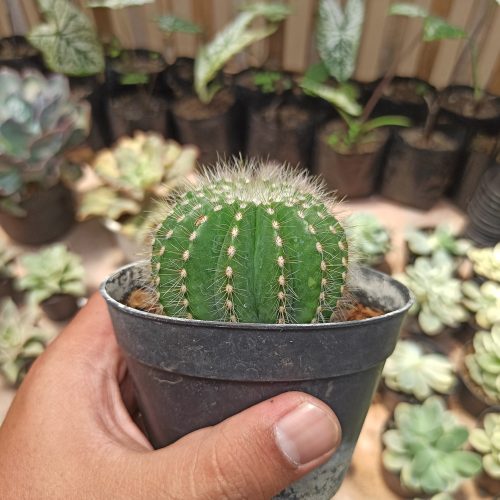 Notocactus Magnificus 'Balloon Cactus' (, real gallery image #1 plants. Picture taken directly from kaktus.id community Notocactus farmer green houses.