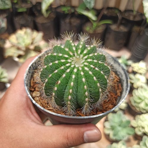 Notocactus Magnificus 'Balloon Cactus' (, real gallery image #2 plants. Picture taken directly from kaktus.id community Notocactus farmer green houses.