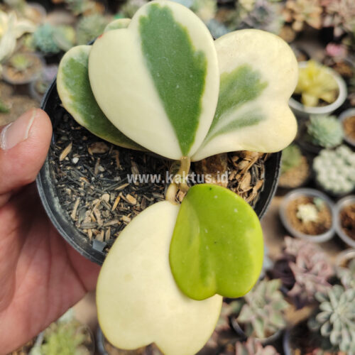 Hoya 'Heart' Kerrii Variegated 5 Leafs, real gallery image #2 plants. Picture taken directly from kaktus.id community Hoya farmer green houses.