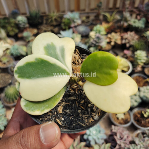 Hoya 'Heart' Kerrii Variegated 5 Leafs, real gallery image #3 plants. Picture taken directly from kaktus.id community Hoya farmer green houses.