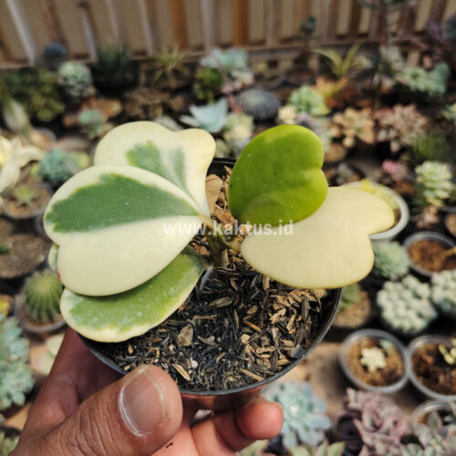 Hoya 'Heart' Kerrii Variegated 5 Leafs, real gallery image #4 plants. Picture taken directly from kaktus.id community Hoya farmer green houses.
