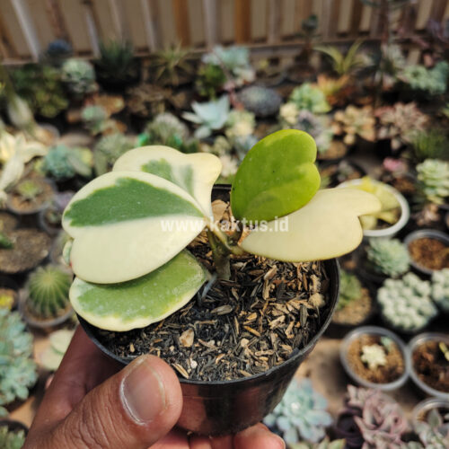 Hoya 'Heart' Kerrii Variegated 5 Leafs, real gallery image #5 plants. Picture taken directly from kaktus.id community Hoya farmer green houses.