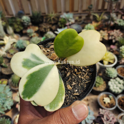 Hoya 'Heart' Kerrii Variegated 5 Leafs, real gallery image #1 plants. Picture taken directly from kaktus.id community Hoya farmer green houses.