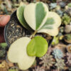 Hoya 'Heart' Kerrii Variegated 5 Leafs, real gallery image #6 plants. Picture taken directly from kaktus.id community Hoya farmer green houses.