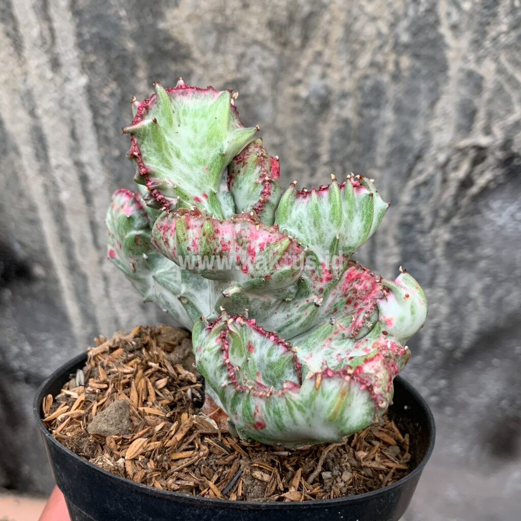 kaktus.id