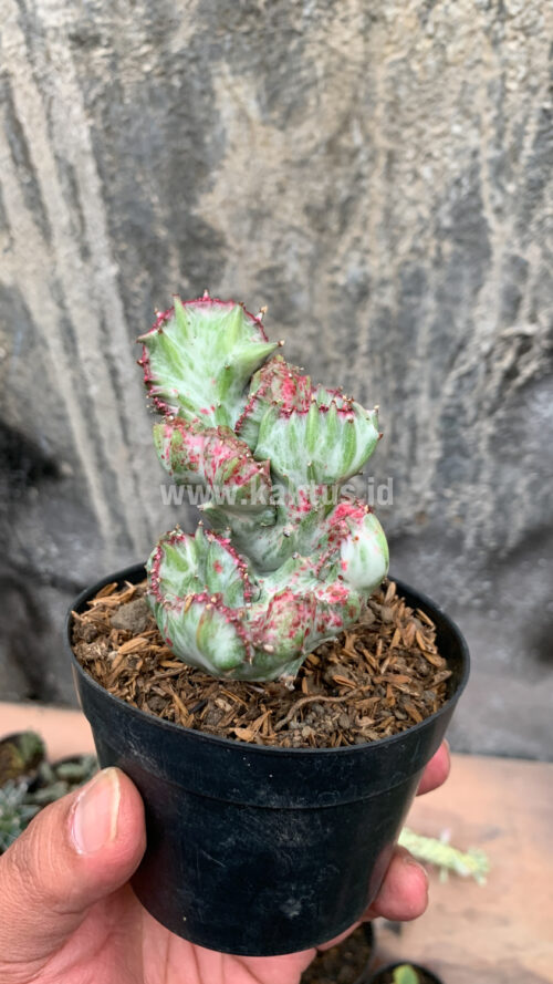 Euphorbia White Lactea Cristata Mutation, real gallery image #13 plants. Picture taken directly from kaktus.id community Euphorbia farmer green houses.