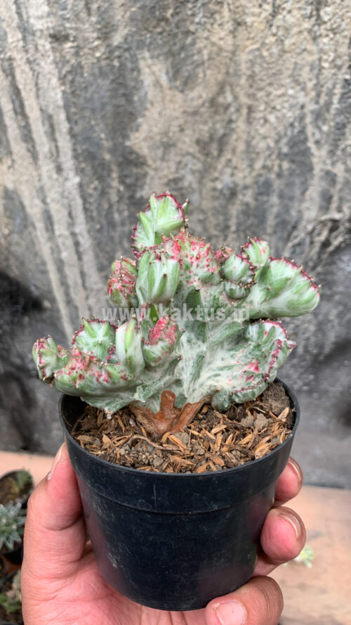 Euphorbia White Lactea Cristata Mutation, real gallery image #10 plants. Picture taken directly from kaktus.id community Euphorbia farmer green houses.