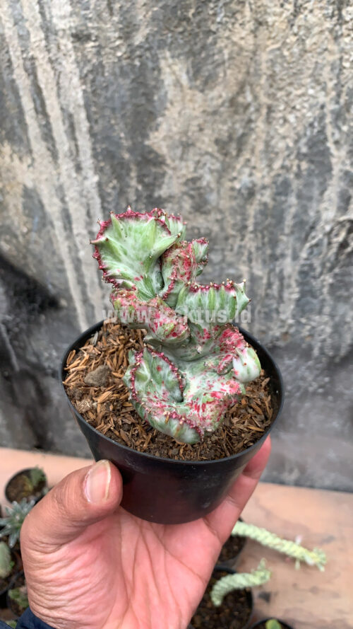 Euphorbia White Lactea Cristata Mutation, real gallery image #7 plants. Picture taken directly from kaktus.id community Euphorbia farmer green houses.