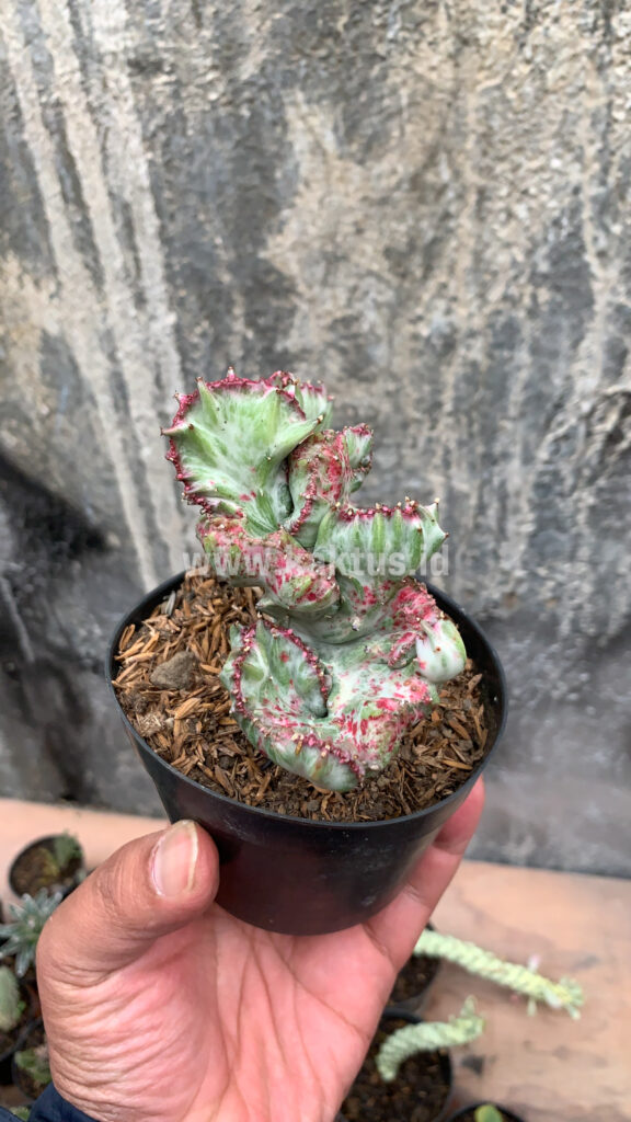kaktus.id