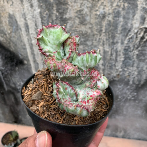 Euphorbia White Lactea Cristata Mutation, real gallery image #4 plants. Picture taken directly from kaktus.id community Euphorbia farmer green houses.