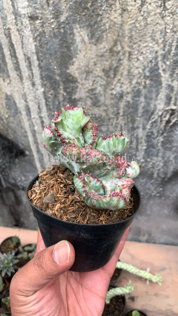 kaktus.id