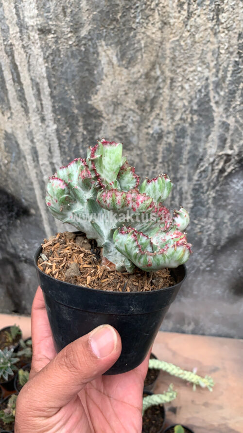 Euphorbia White Lactea Cristata Mutation, real gallery image #12 plants. Picture taken directly from kaktus.id community Euphorbia farmer green houses.