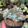 Euphorbia White Lactea Cristata Mutation, real feature image plant. Picture taken directly from kaktus.id community Euphorbia farmer green houses.