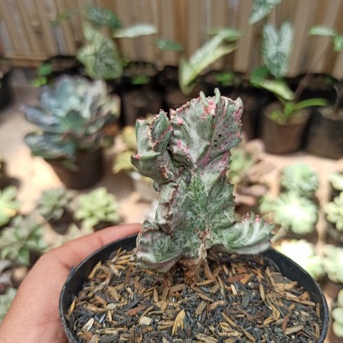 Euphorbia White Lactea Cristata Mutation, real gallery image #5 plants. Picture taken directly from kaktus.id community Euphorbia farmer green houses.