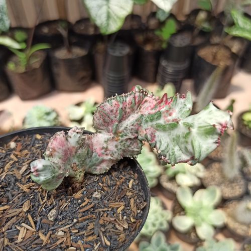 Euphorbia White Lactea Cristata Mutation, real gallery image #8 plants. Picture taken directly from kaktus.id community Euphorbia farmer green houses.