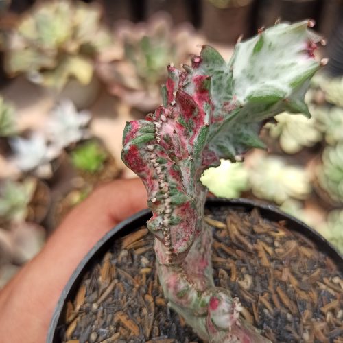 Euphorbia White Lactea Cristata Mutation, real gallery image #11 plants. Picture taken directly from kaktus.id community Euphorbia farmer green houses.