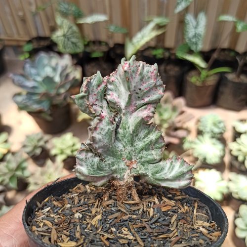 Euphorbia White Lactea Cristata Mutation, real gallery image #2 plants. Picture taken directly from kaktus.id community Euphorbia farmer green houses.