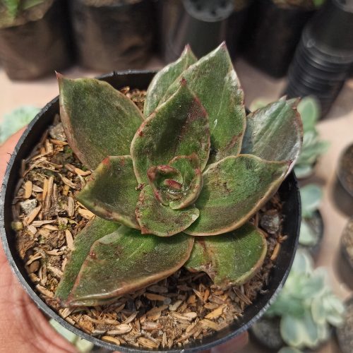 Echeveria Rubella Mutation, real gallery image #2 plants. Picture taken directly from kaktus.id community Echeveria farmer green houses.