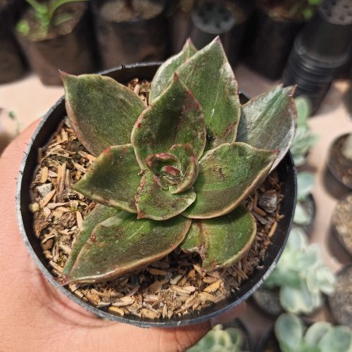 Echeveria Rubella Mutation, real gallery image #1 plants. Picture taken directly from kaktus.id community Echeveria farmer green houses.