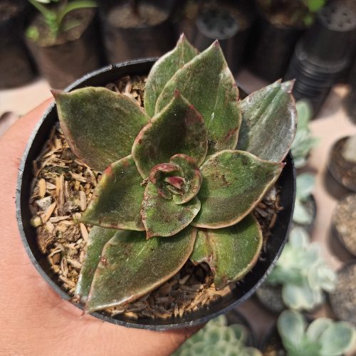 Echeveria Rubella Mutation, real gallery image #4 plants. Picture taken directly from kaktus.id community Echeveria farmer green houses.