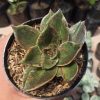 Echeveria Rubella Mutation, real gallery image #3 plants. Picture taken directly from kaktus.id community Echeveria farmer green houses.