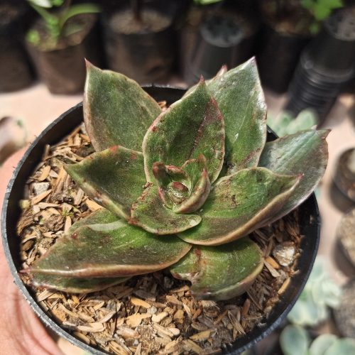 Echeveria Rubella Mutation, real gallery image #5 plants. Picture taken directly from kaktus.id community Echeveria farmer green houses.