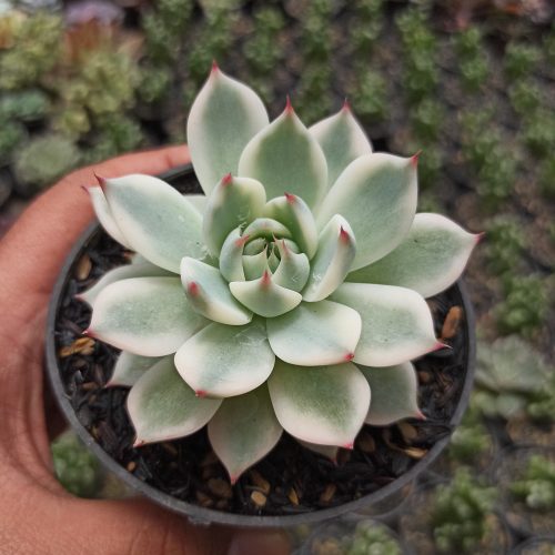 Echeveria Shimoyama Colorata Aurea Variegated / Echeveria Chihuahua Aurea Variegated, real gallery image #13 plants. Picture taken directly from kaktus.id community Echeveria farmer green houses.