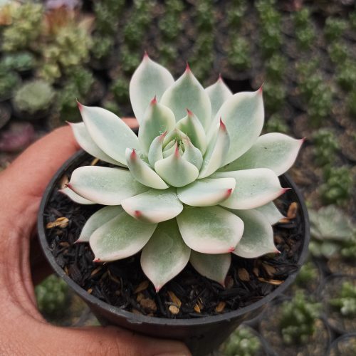 Echeveria Shimoyama Colorata Aurea Variegated / Echeveria Chihuahua Aurea Variegated, real gallery image #14 plants. Picture taken directly from kaktus.id community Echeveria farmer green houses.