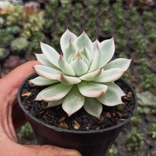 Echeveria Shimoyama Colorata Aurea Variegated / Echeveria Chihuahua Aurea Variegated, real gallery image #15 plants. Picture taken directly from kaktus.id community Echeveria farmer green houses.