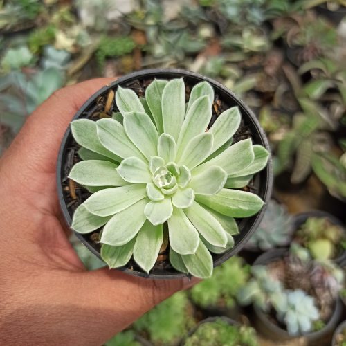 Echeveria Royal Chrysanthemum Variegated, real gallery image #2 plants. Picture taken directly from kaktus.id community Echeveria farmer green houses.
