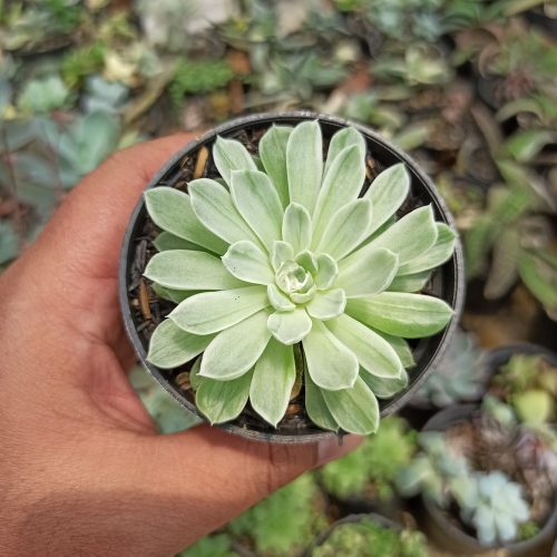 Echeveria Royal Chrysanthemum Variegated, real gallery image #5 plants. Picture taken directly from kaktus.id community Echeveria farmer green houses.