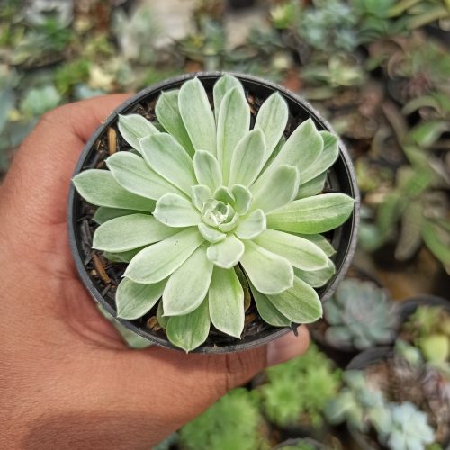 Echeveria Royal Chrysanthemum Variegated, real gallery image #6 plants. Picture taken directly from kaktus.id community Echeveria farmer green houses.