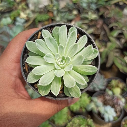 Echeveria Royal Chrysanthemum Variegated, real gallery image #3 plants. Picture taken directly from kaktus.id community Echeveria farmer green houses.