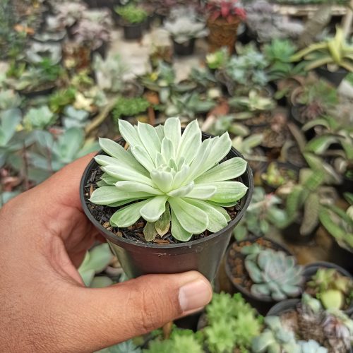Echeveria Royal Chrysanthemum Variegated, real gallery image #7 plants. Picture taken directly from kaktus.id community Echeveria farmer green houses.