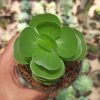 Portulaca Molokiniensis, real gallery image #3 plants. Picture taken directly from kaktus.id community Portulaca farmer green houses.