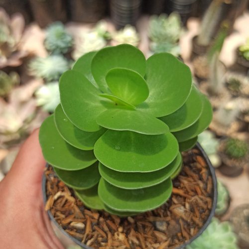 Portulaca Molokiniensis, real gallery image #2 plants. Picture taken directly from kaktus.id community Portulaca farmer green houses.