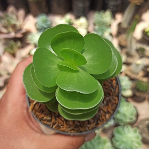 Portulaca Molokiniensis, real gallery image #5 plants. Picture taken directly from kaktus.id community Portulaca farmer green houses.