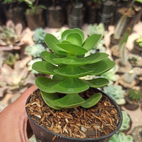Portulaca Molokiniensis, real gallery image #4 plants. Picture taken directly from kaktus.id community Portulaca farmer green houses.