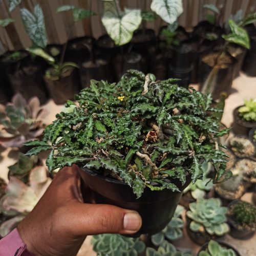 Euphorbia Decaryi Var. Spirosticha Size 16 Cm, real gallery image #4 plants. Picture taken directly from kaktus.id community Euphorbia farmer green houses.