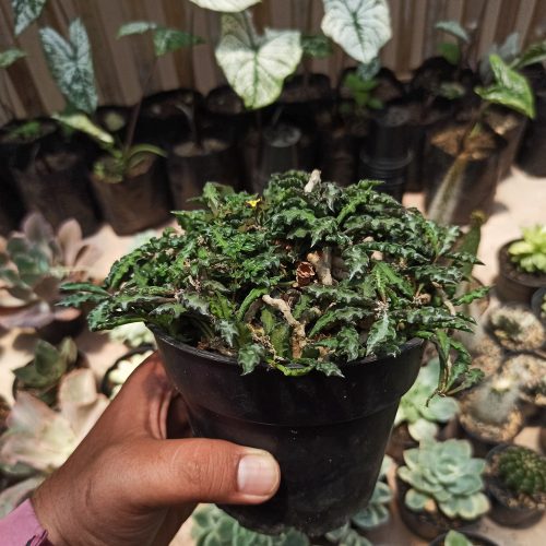 Euphorbia Decaryi Var. Spirosticha Size 16 Cm, real gallery image #3 plants. Picture taken directly from kaktus.id community Euphorbia farmer green houses.