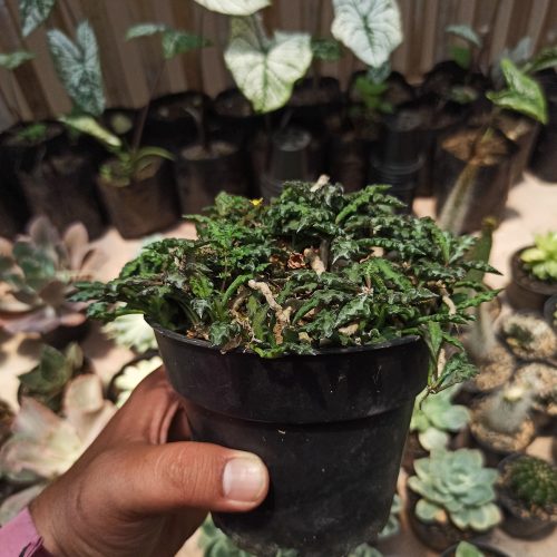 Euphorbia Decaryi Var. Spirosticha Size 16 Cm, real gallery image #5 plants. Picture taken directly from kaktus.id community Euphorbia farmer green houses.