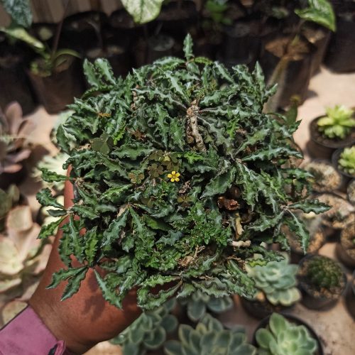 Euphorbia Decaryi Var. Spirosticha Size 16 Cm, real gallery image #2 plants. Picture taken directly from kaktus.id community Euphorbia farmer green houses.