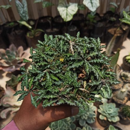 Euphorbia Decaryi Var. Spirosticha Size 16 Cm, real gallery image #6 plants. Picture taken directly from kaktus.id community Euphorbia farmer green houses.