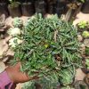 Euphorbia Decaryi Var. Spirosticha Size 16 Cm, real feature image plant. Picture taken directly from kaktus.id community Euphorbia farmer green houses.